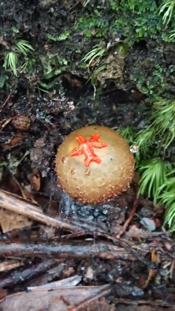 請問這有紅色印記的是什麼菇
