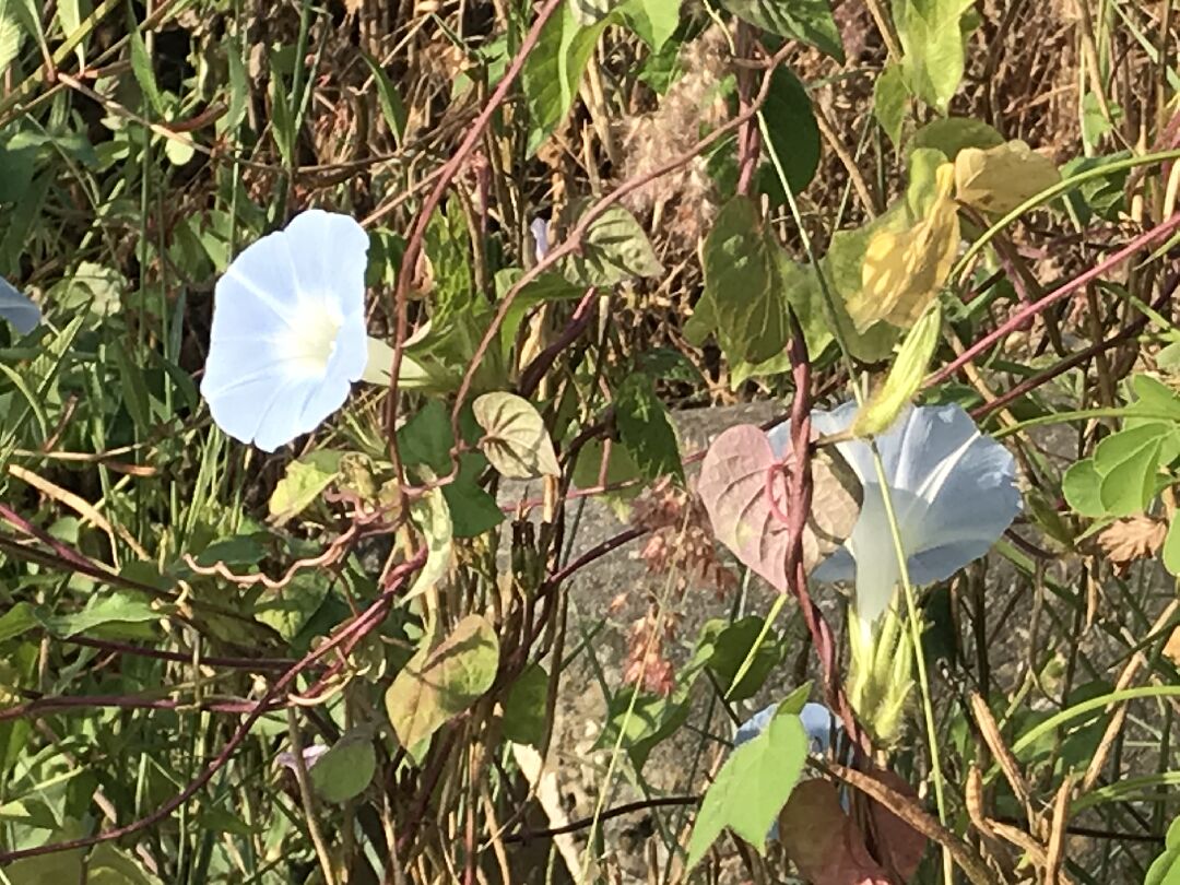在田邊發現這種開藍色花的，請問它是什麼品名？跟牽牛花是一樣的