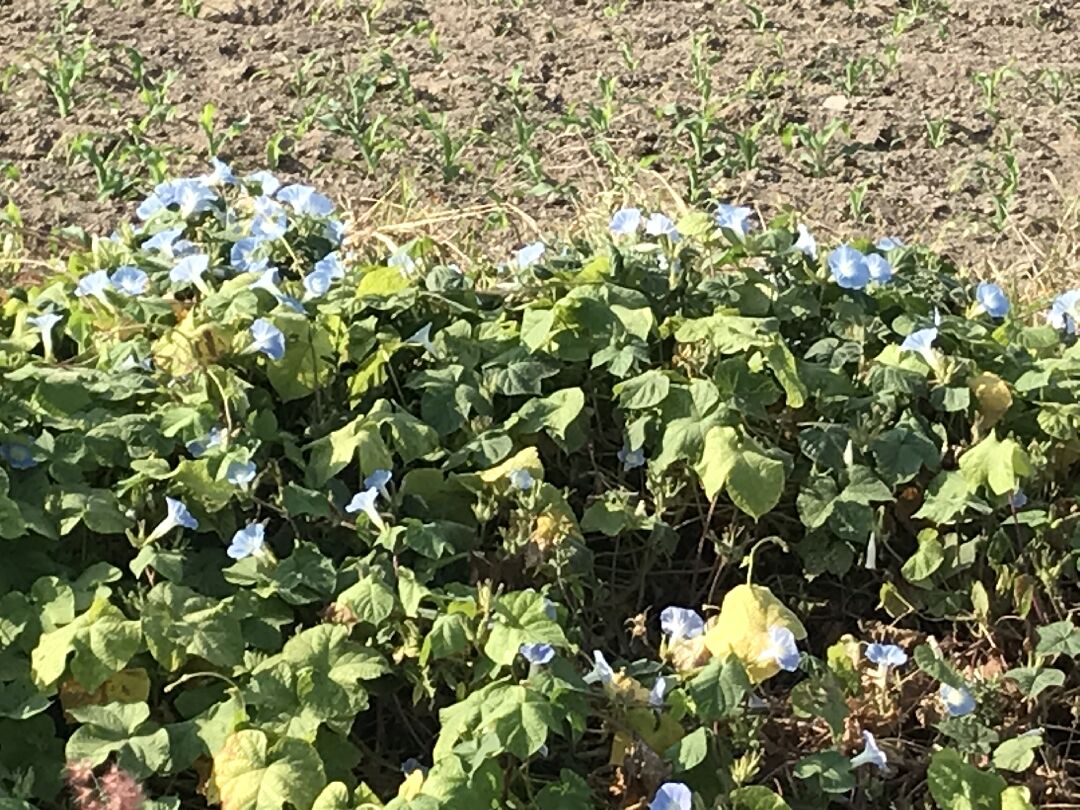在田邊發現這種開藍色花的，請問它是什麼品名？跟牽牛花是一樣的