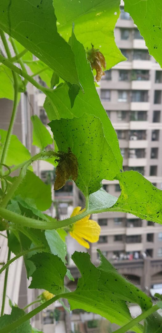 蒲瓜葉片背面出現黑點，請問專家該如何處理?