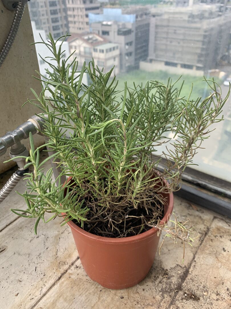 植物從根部開始枯萎