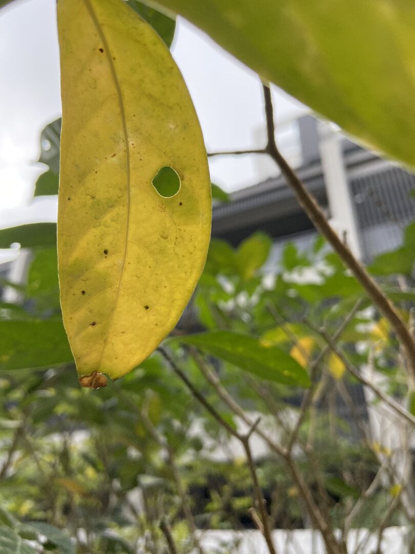 植物黃葉黑色一點一點