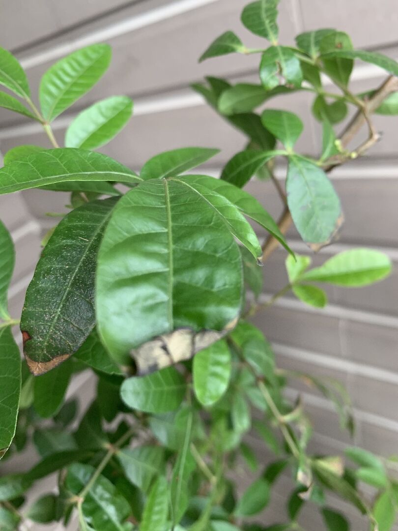 植物葉片發黑乾枯