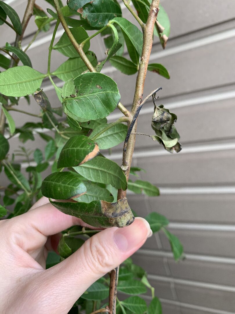 植物葉片發黑乾枯