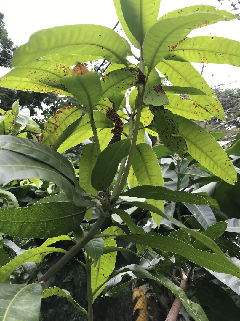 芒果樹葉病蟲害