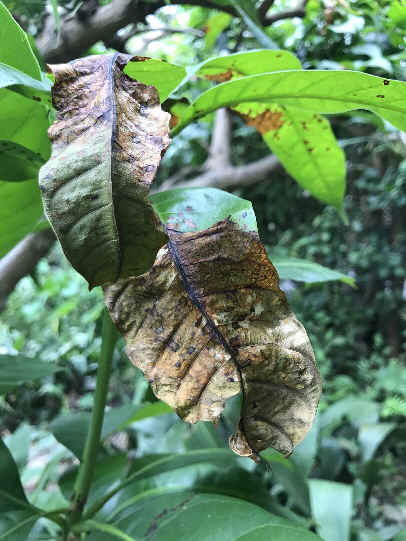 芒果樹葉病蟲害