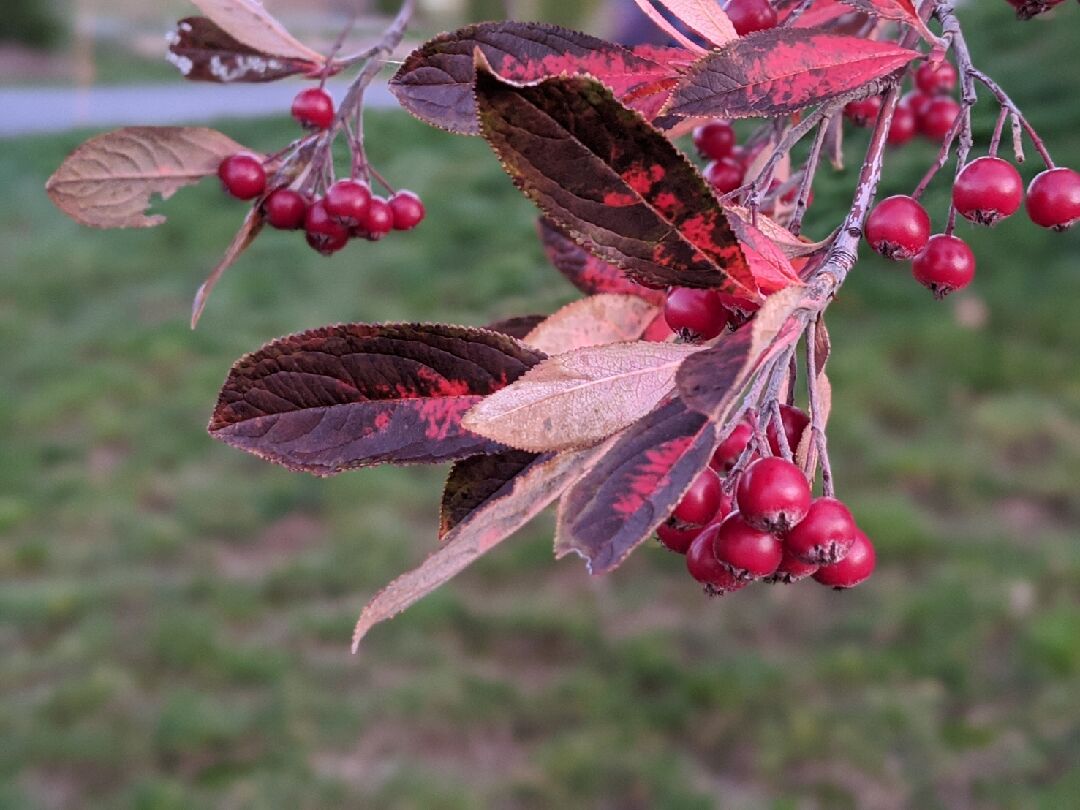 請問這個有紅色果實，紅色鋸齒狀葉子的植物是什麼