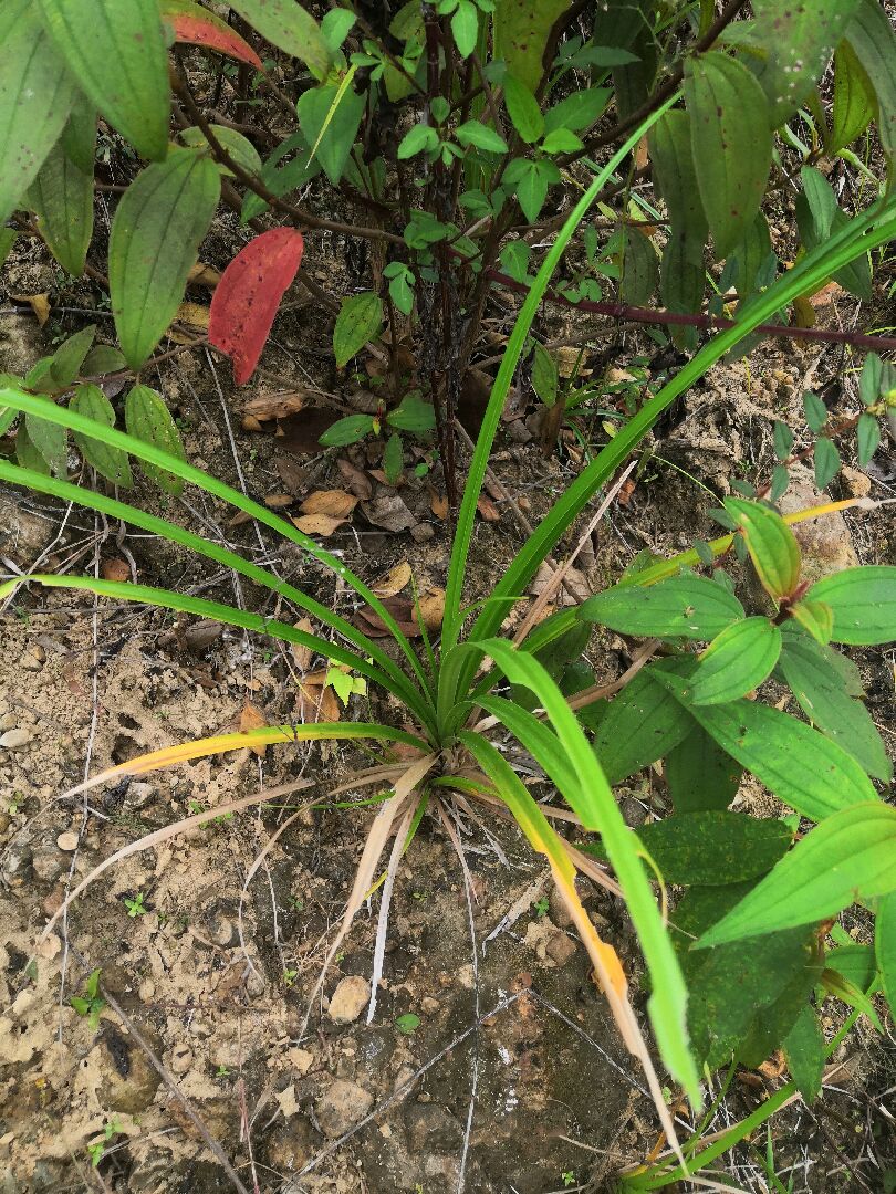 這是什麼植物