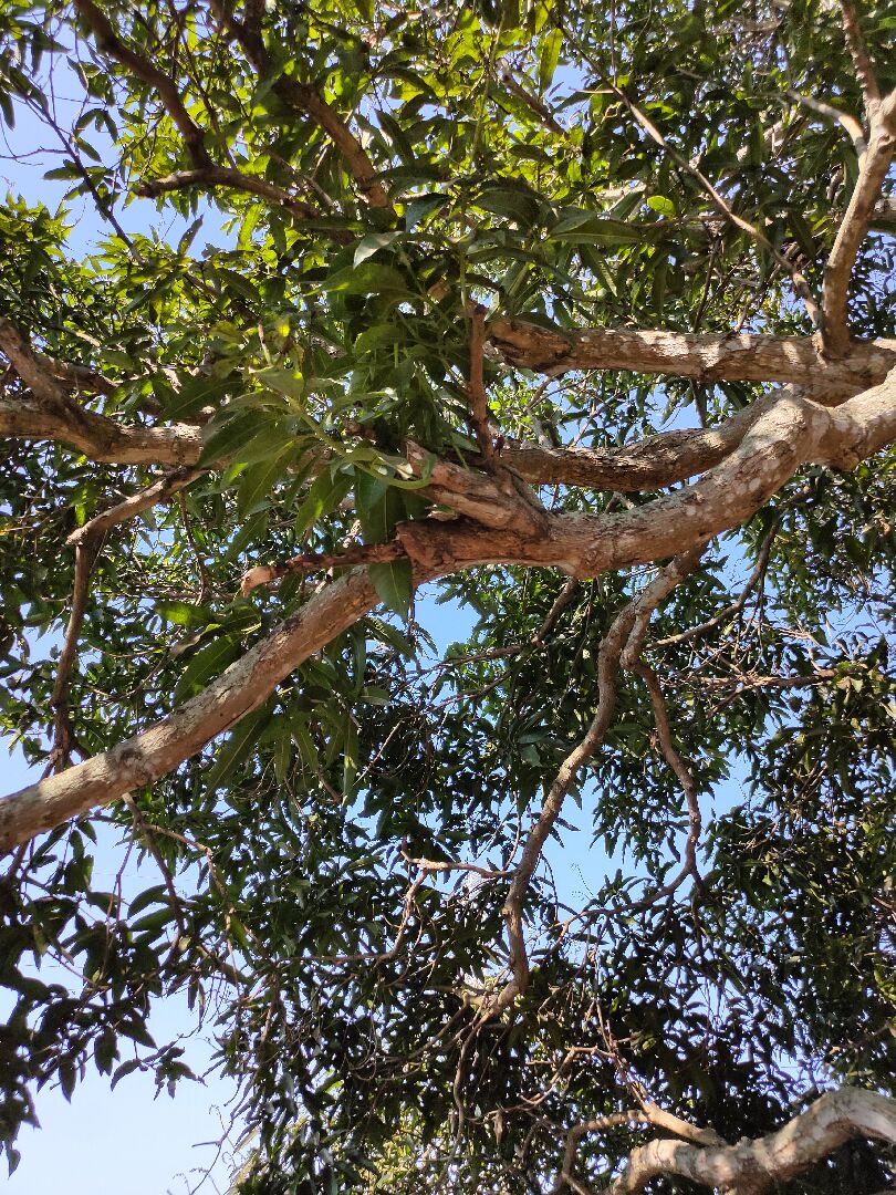 公園芒果樹，樹葉茂密但全株樹幹白化？