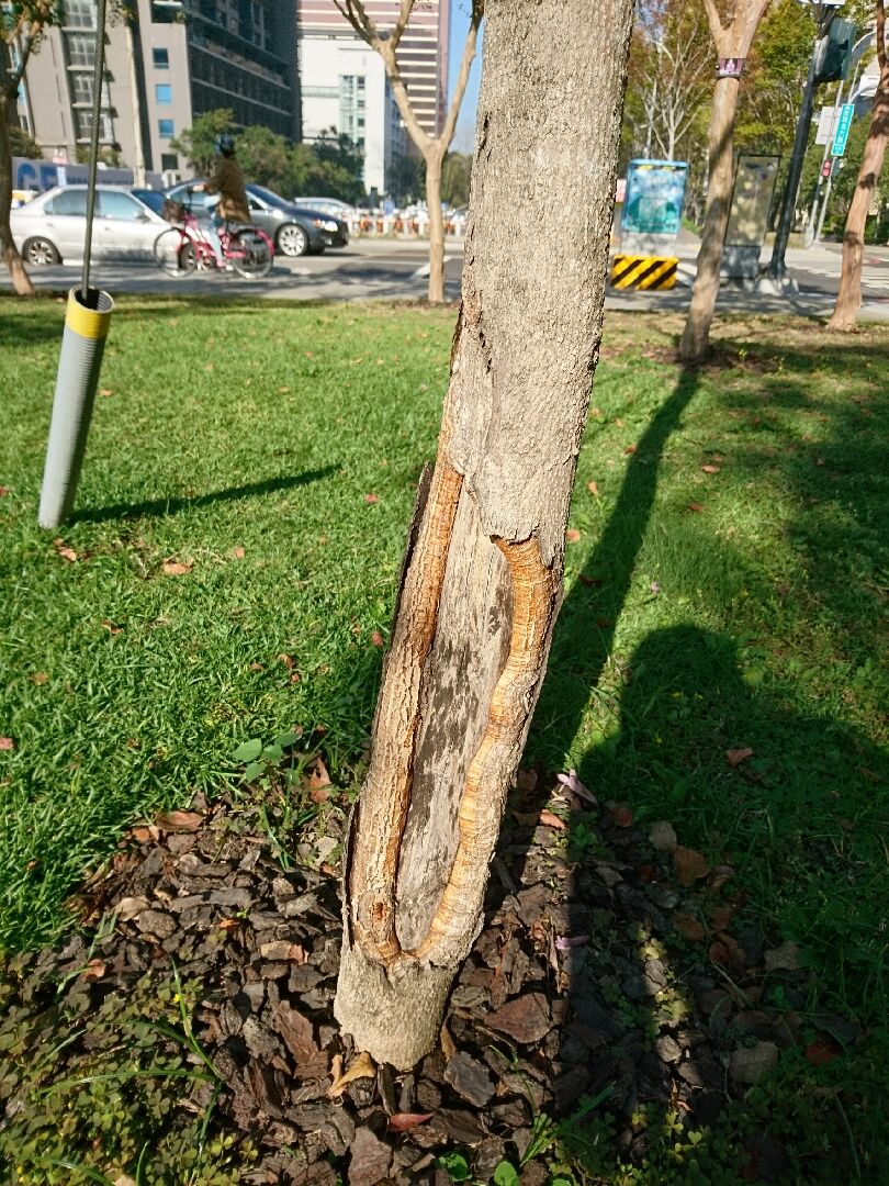 請問這株風鈴木的樹幹怎麼了？