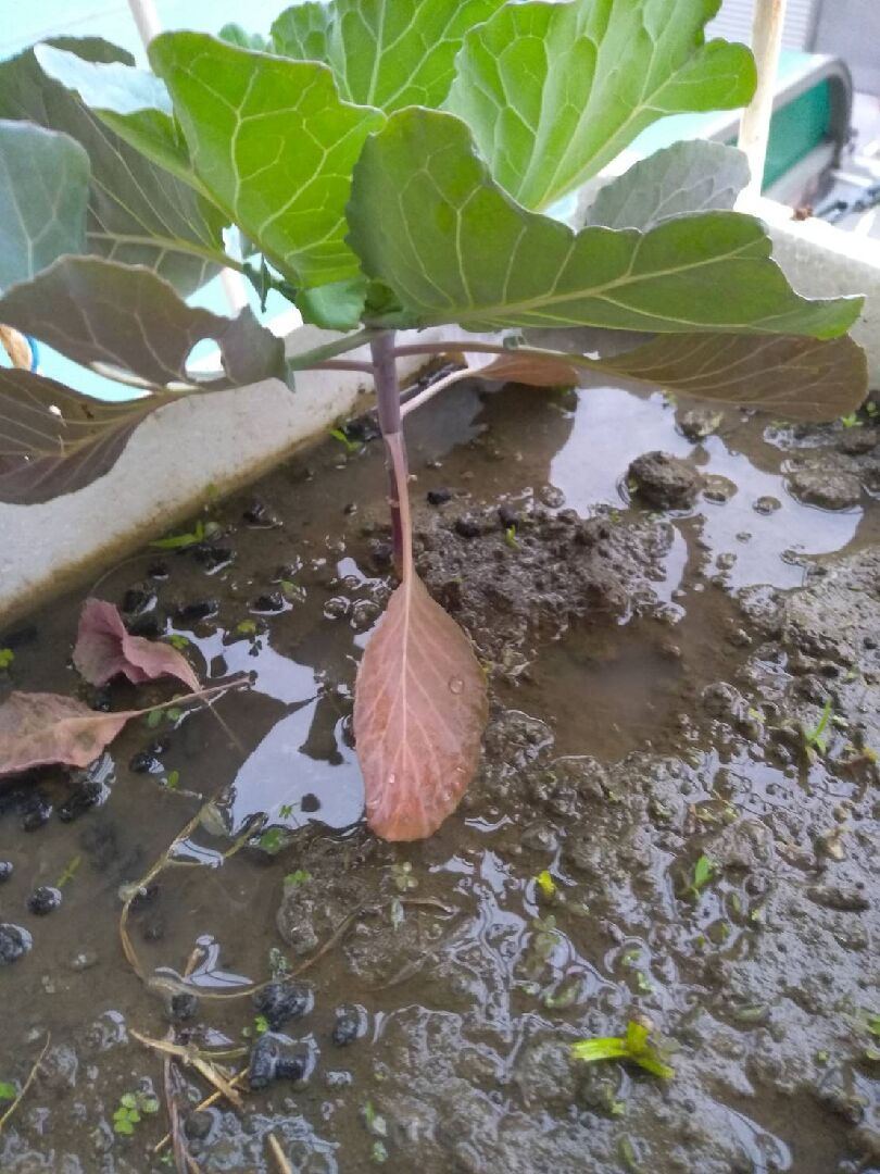 種植的高麗菜怪怪的