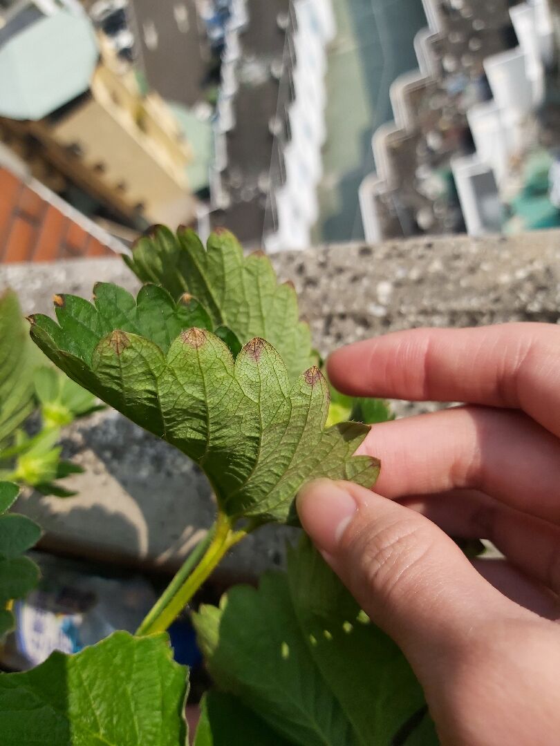 草莓帶回家種植一個禮拜後，葉緣長出咖啡色斑點