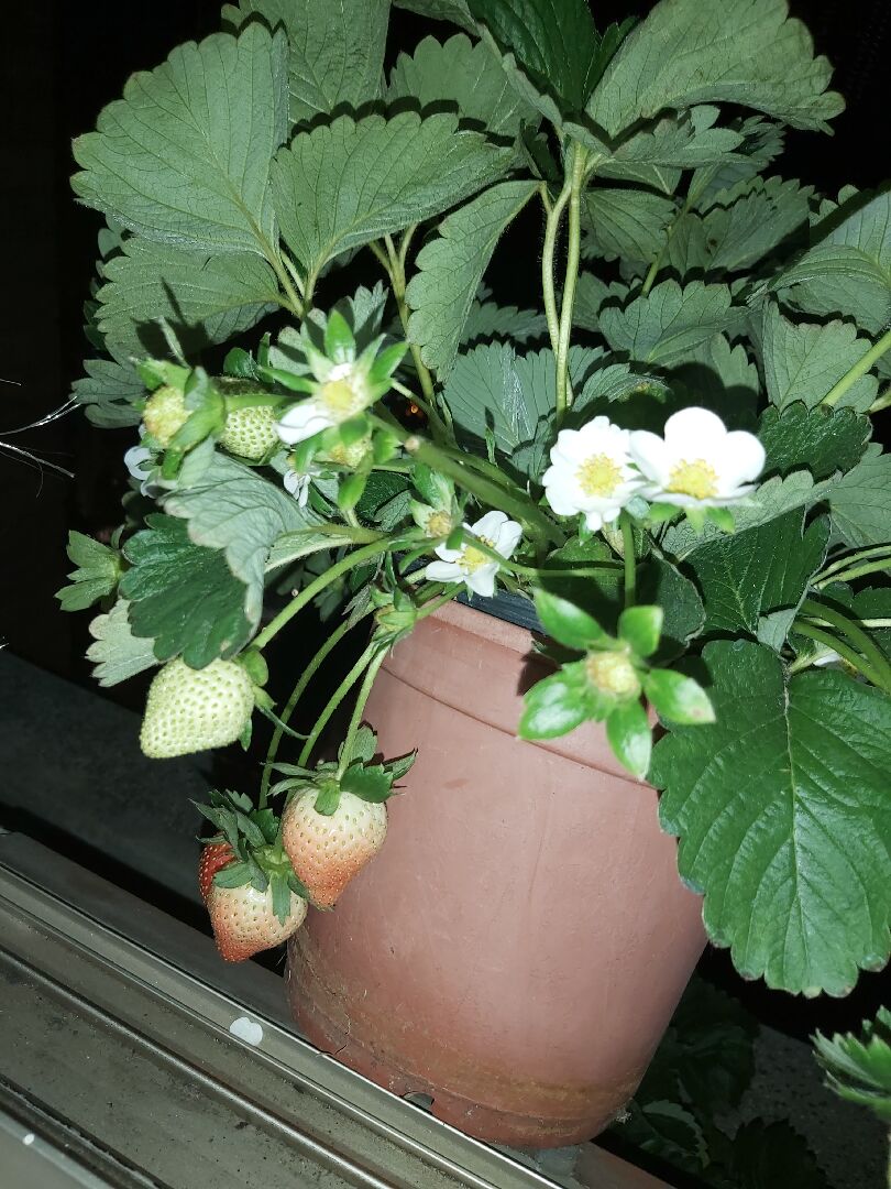 草莓帶回家種植一個禮拜後，葉緣長出咖啡色斑點