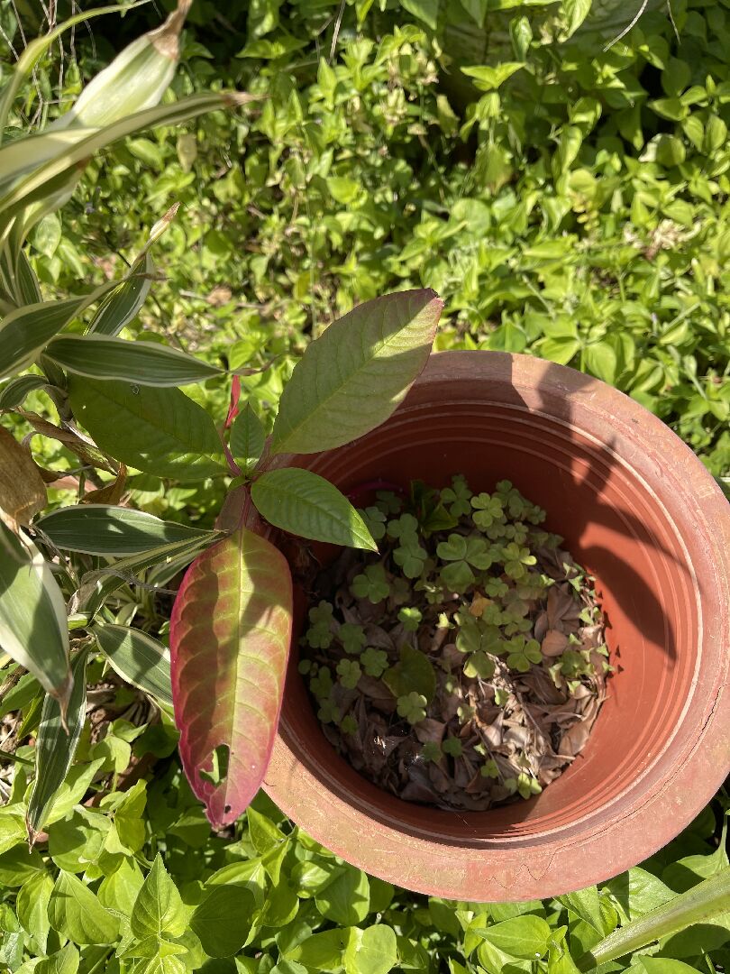 這不知道甚麼植物??