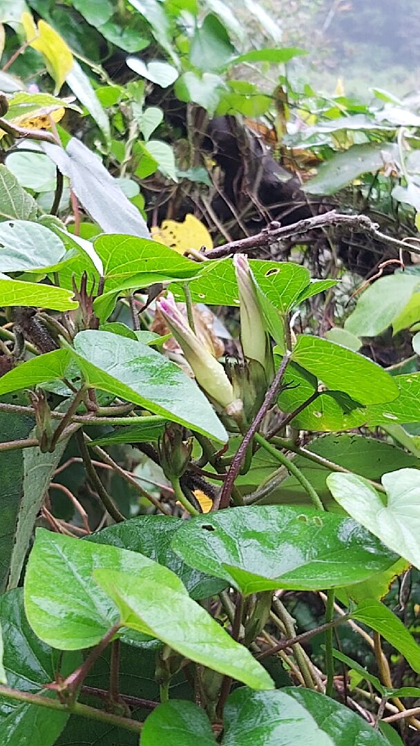 想請問這是什麼植物？