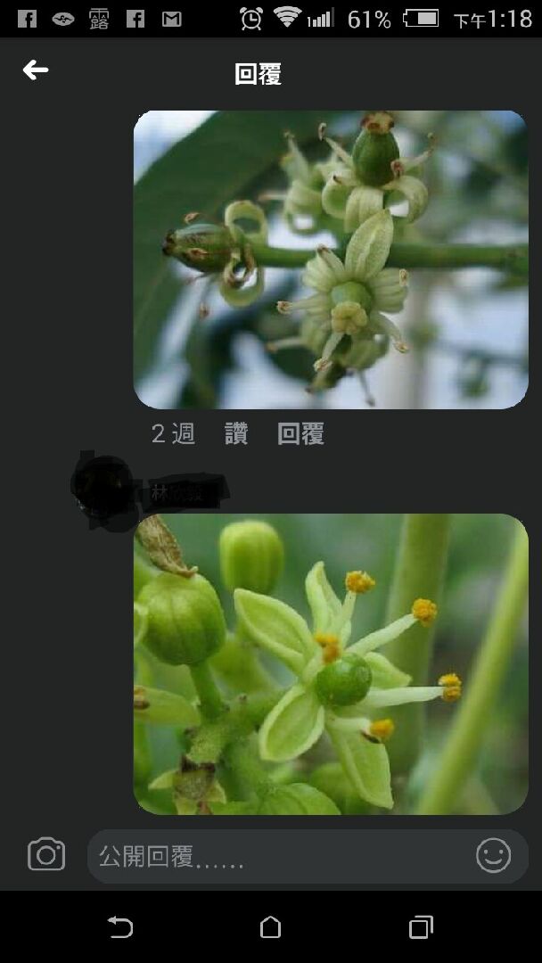 白柿W4品種未能自花授粉嗎？