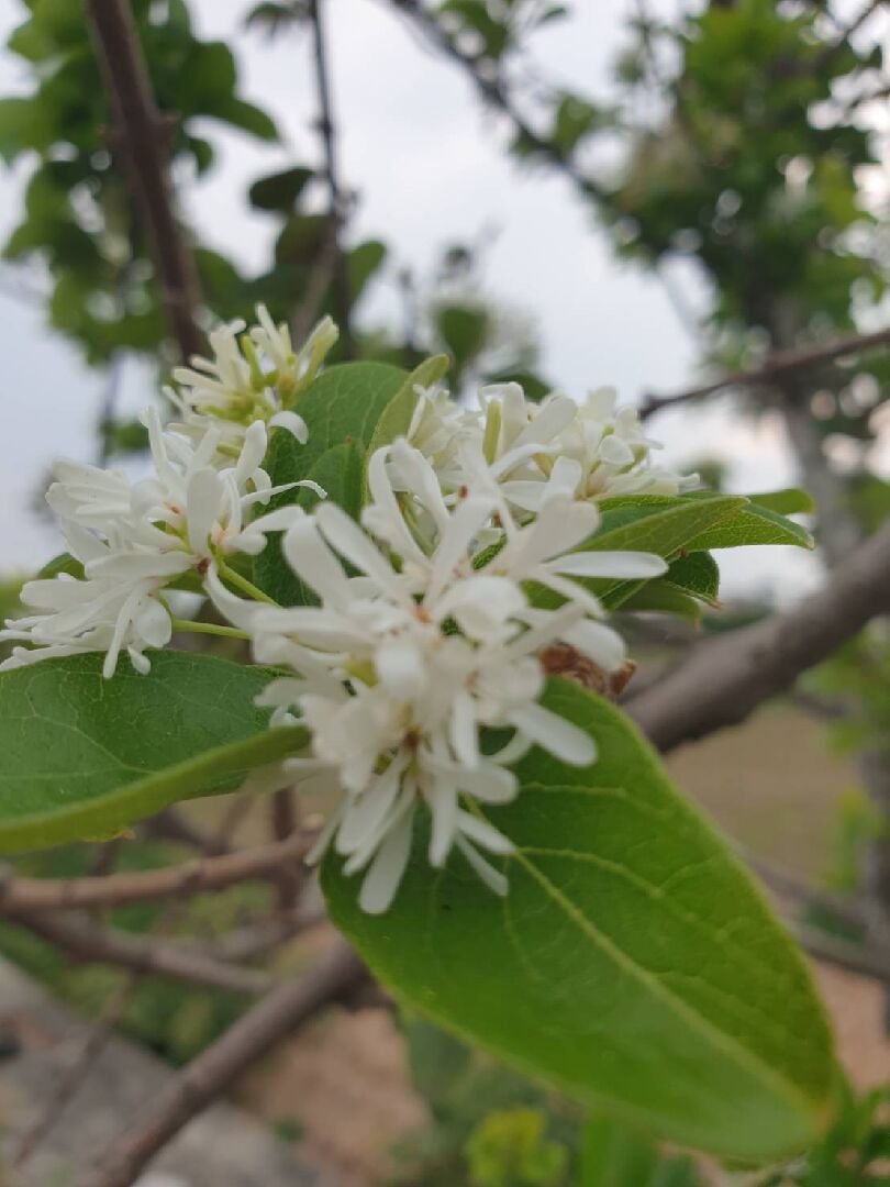 請問這是什麼花？