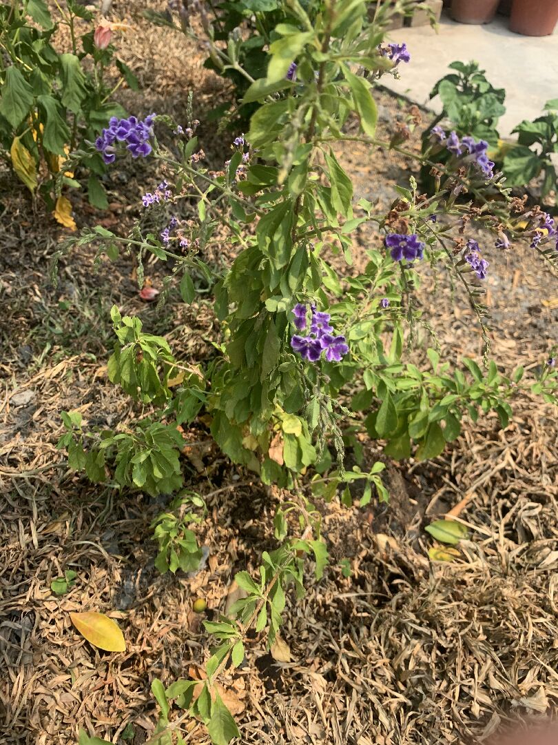 移植土栽後很多植物都葉子都發黃軟弱