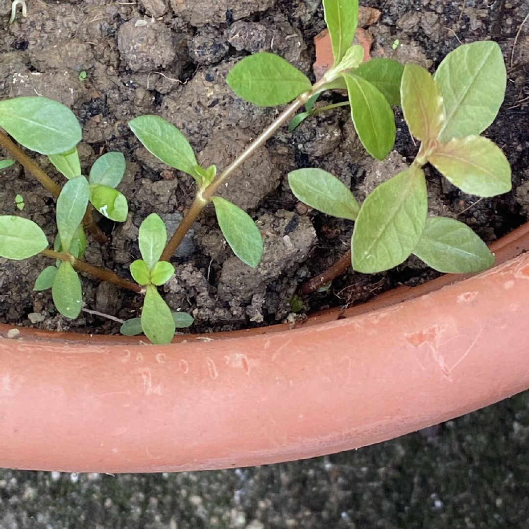 想請問植物名稱