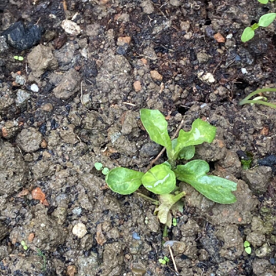 想請問植物名稱