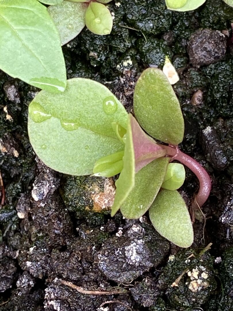 請問植物的名稱