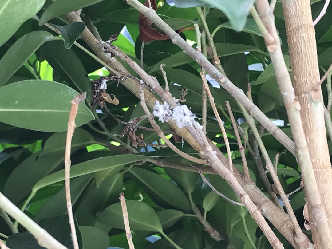 請問這是甚麼東西，植物生病了嗎?