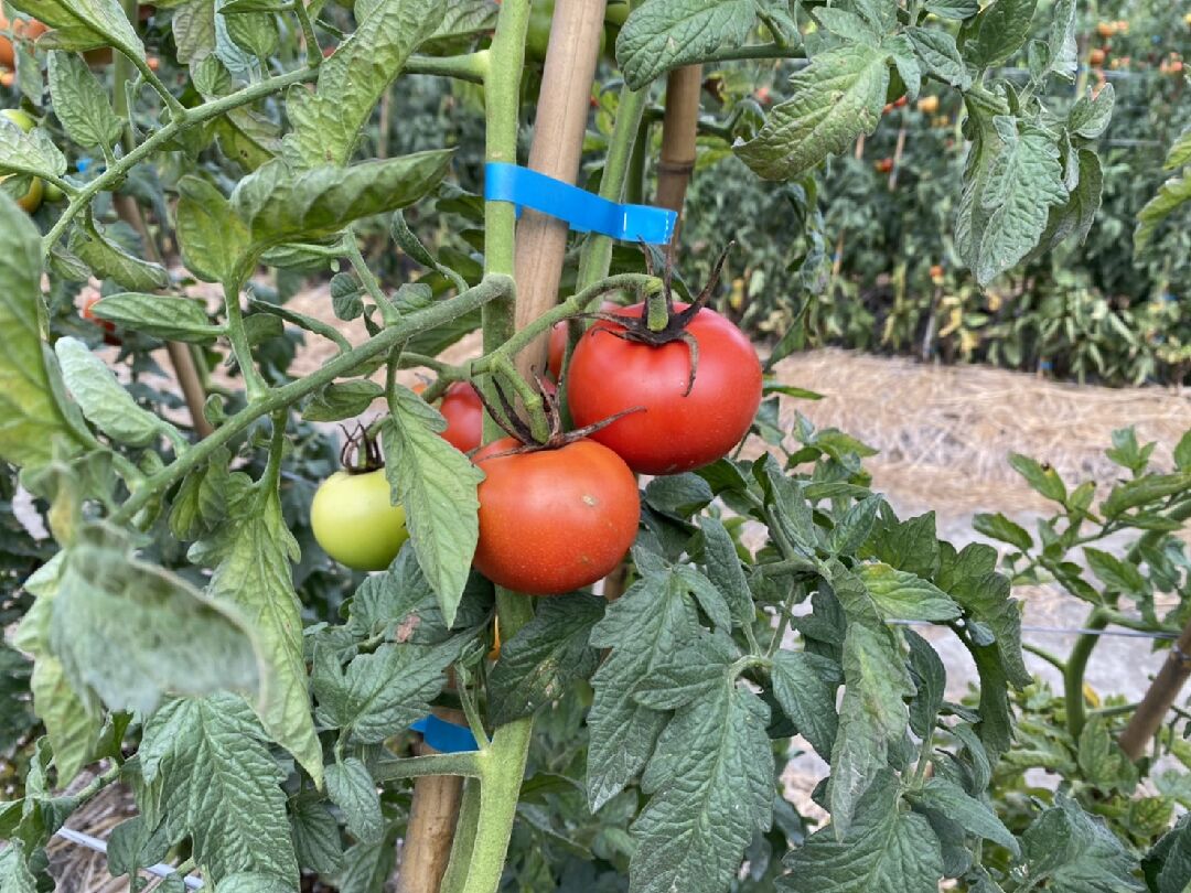 番茄種植相關問題