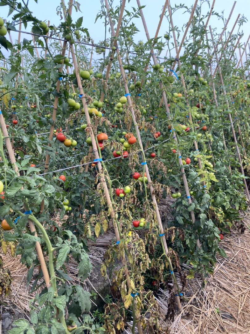 番茄種植相關問題