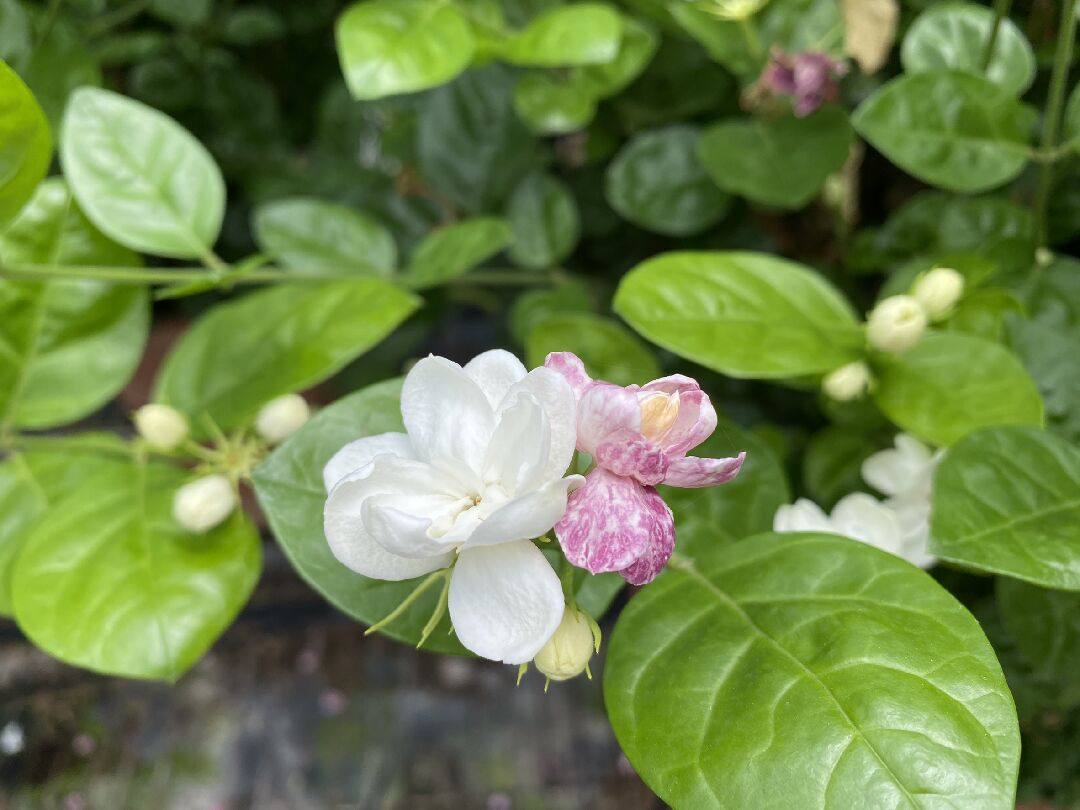 這棵茉莉的花朵的品種與是否可以拿來泡茶呢? 謝謝