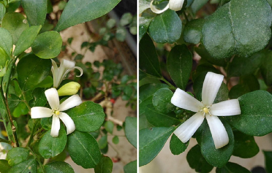 請問這株會開白色花朵的植物名稱?