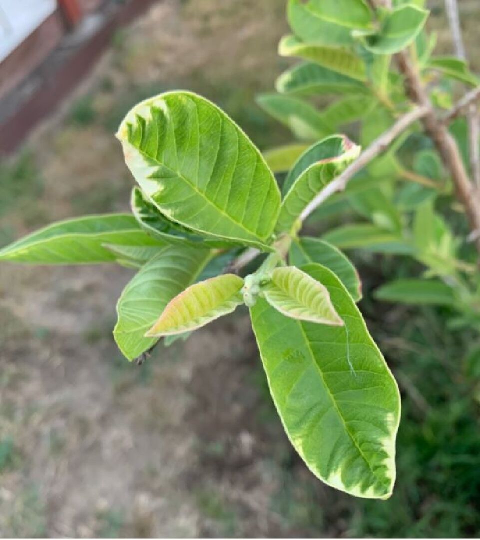 芭樂，為什麼葉子邊緣變白色後呈紅色