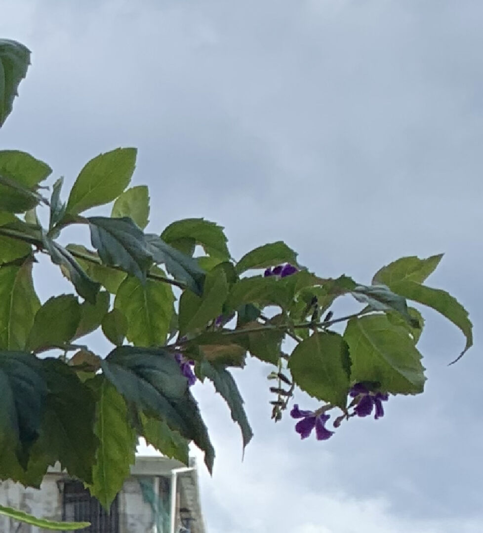 想請問開這紫花的是什麼藤種