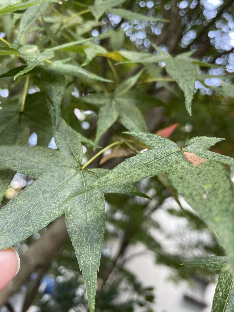 青楓葉面變淡