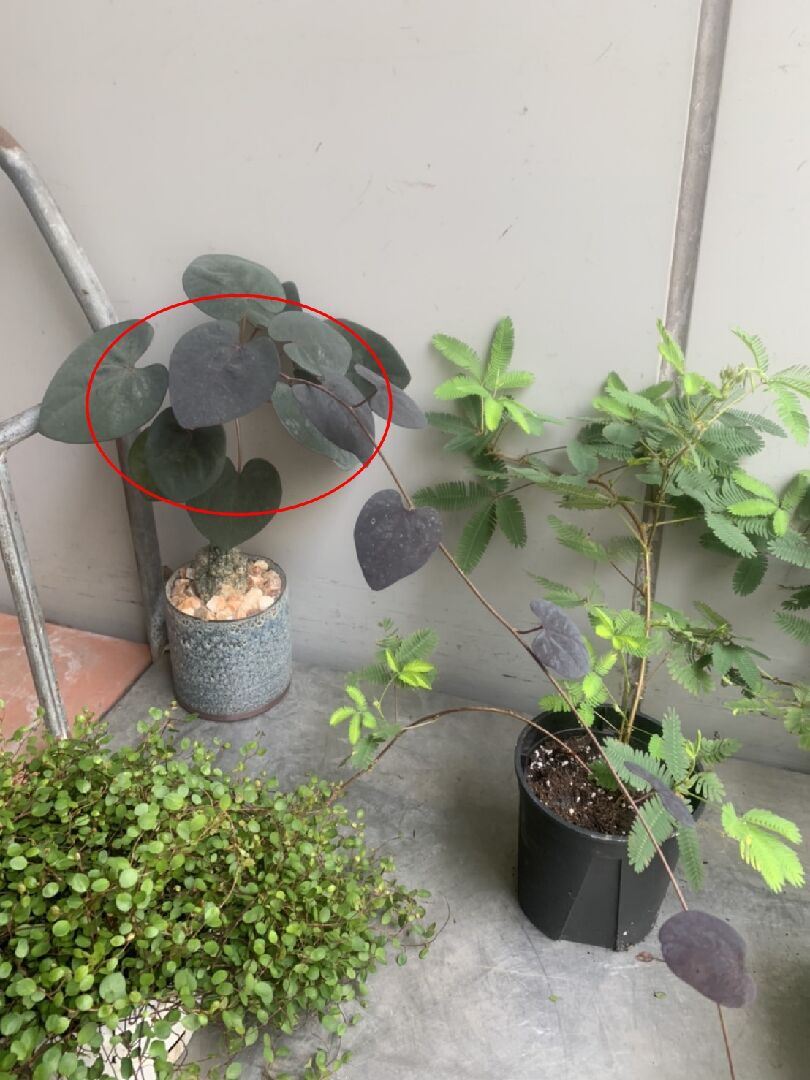 請問這是什麼植物？