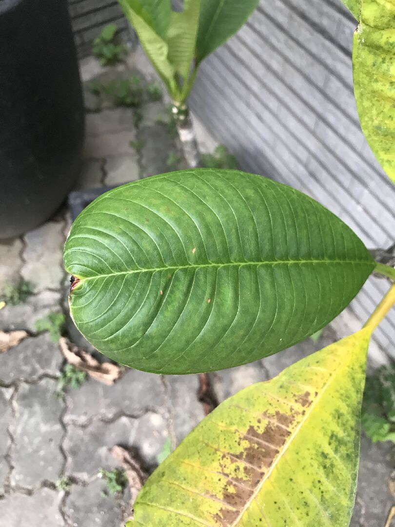 請問這盆雞蛋花怎麼了呢