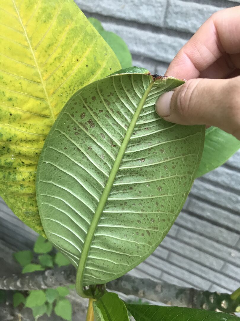 請問這盆雞蛋花怎麼了呢