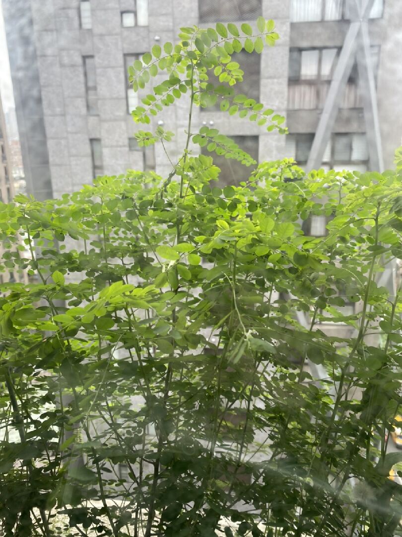 請問該植物名稱