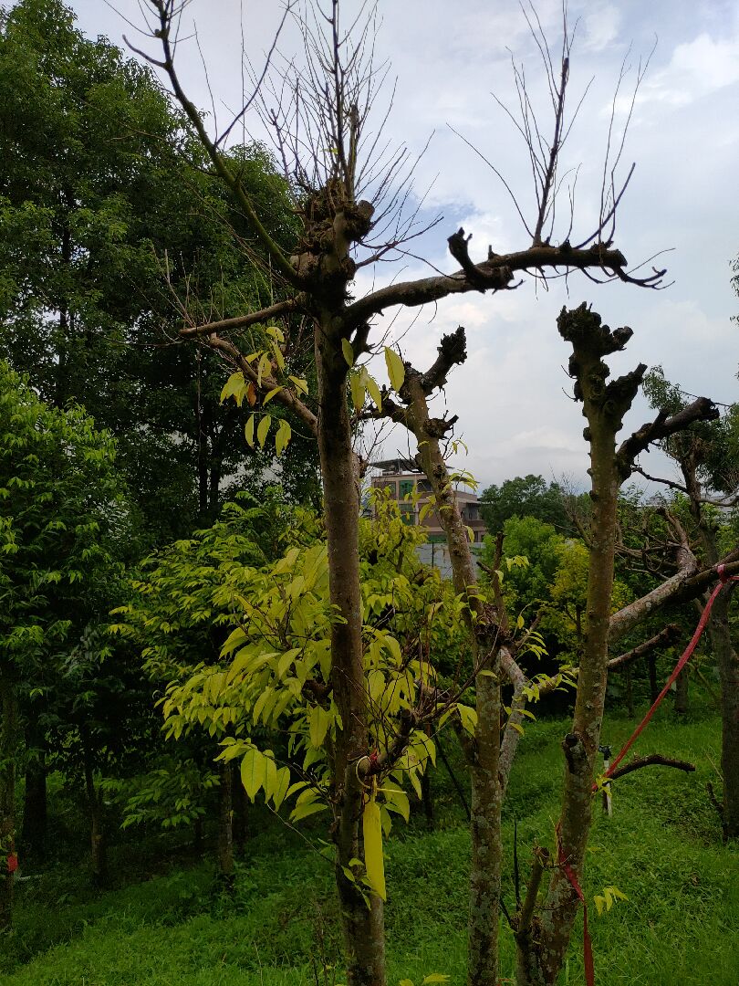 沉香發黃掉葉