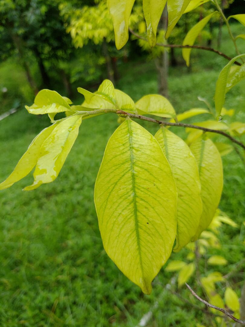 沉香發黃掉葉