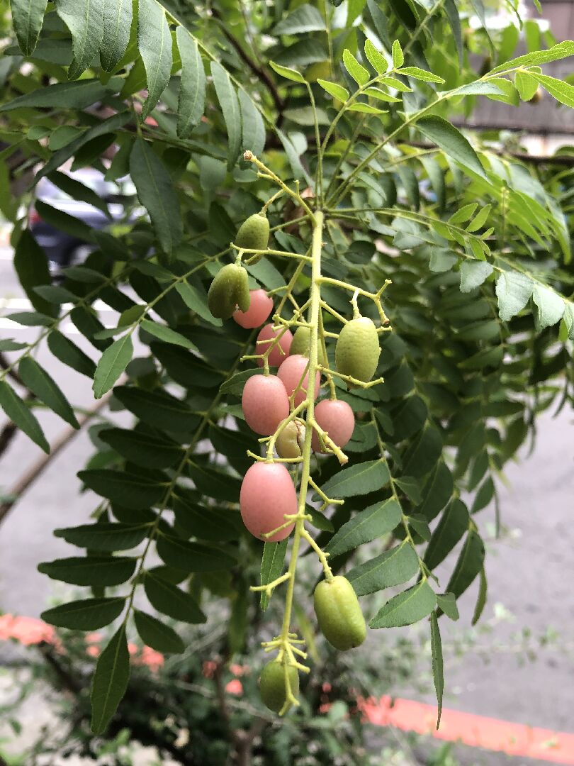 請問這是什麼植物