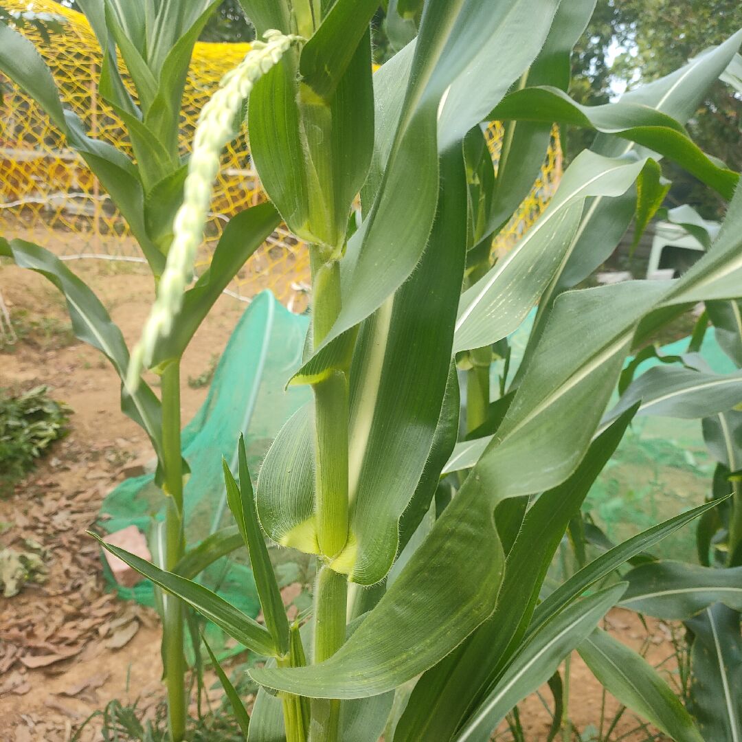 玉米開花不會結果