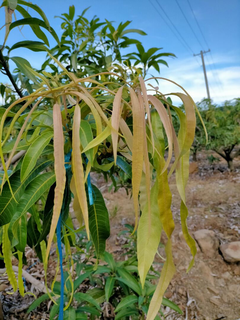 芒果葉細長又波浪捲