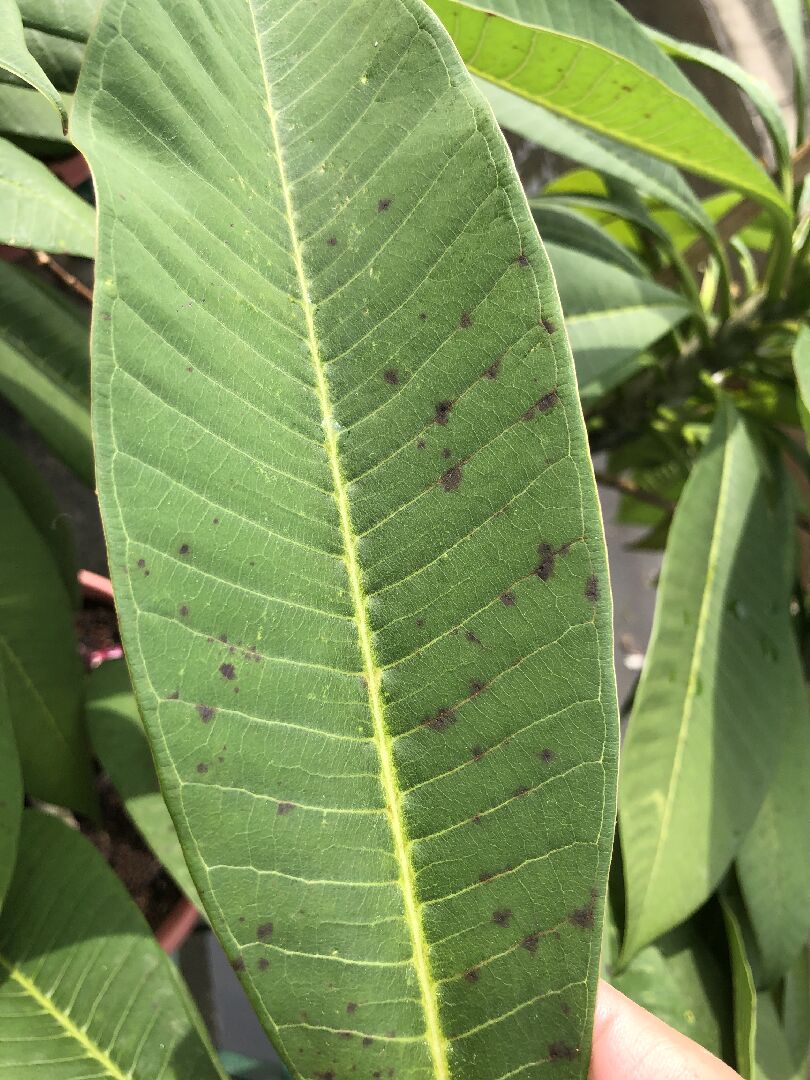 雞蛋花葉子長黑點