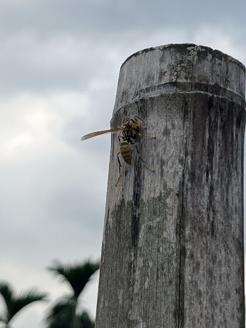 請問這是什麼種類的蜜蜂，是否會有危險？