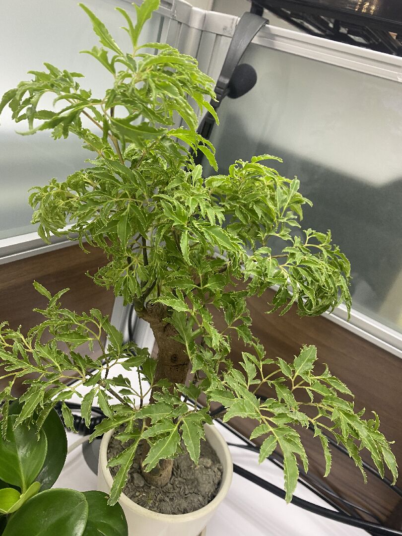 這顆植物的名稱是？