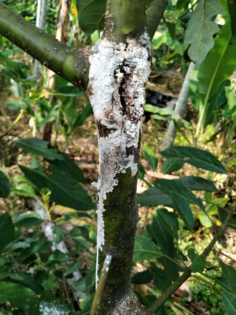 請問這酪梨枝幹流出白色汁液是得什麼病?