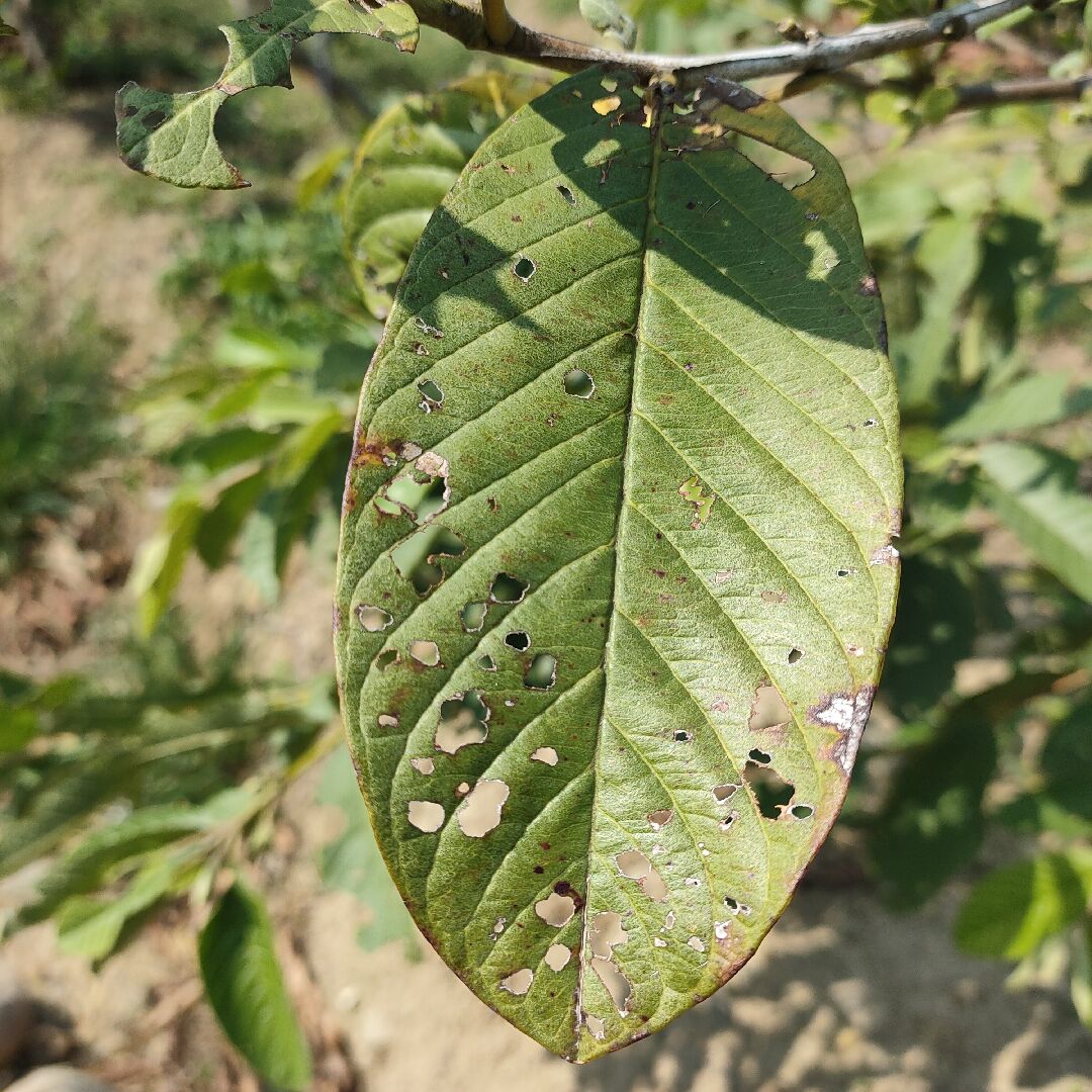 芭樂蟲害是什麼蟲