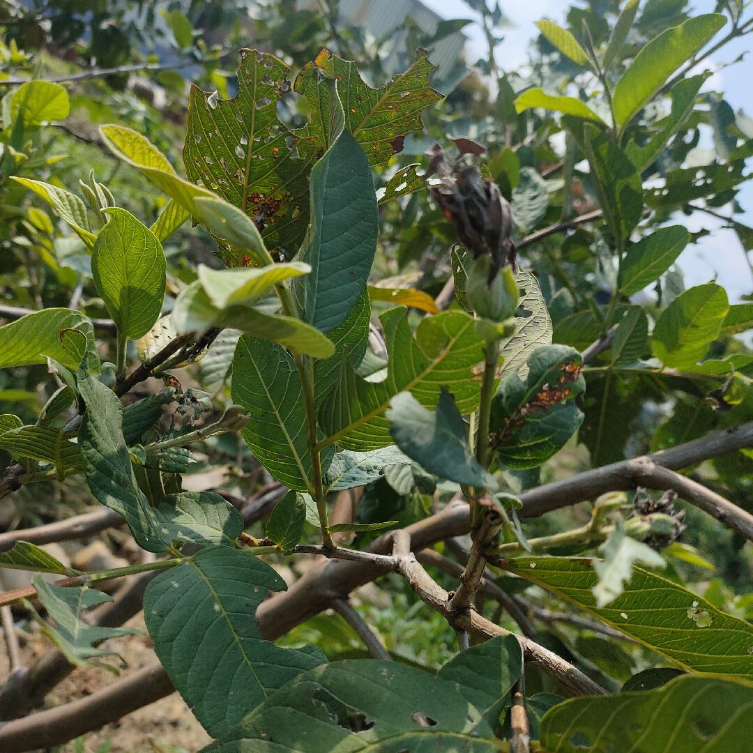 芭樂蟲害是什麼蟲