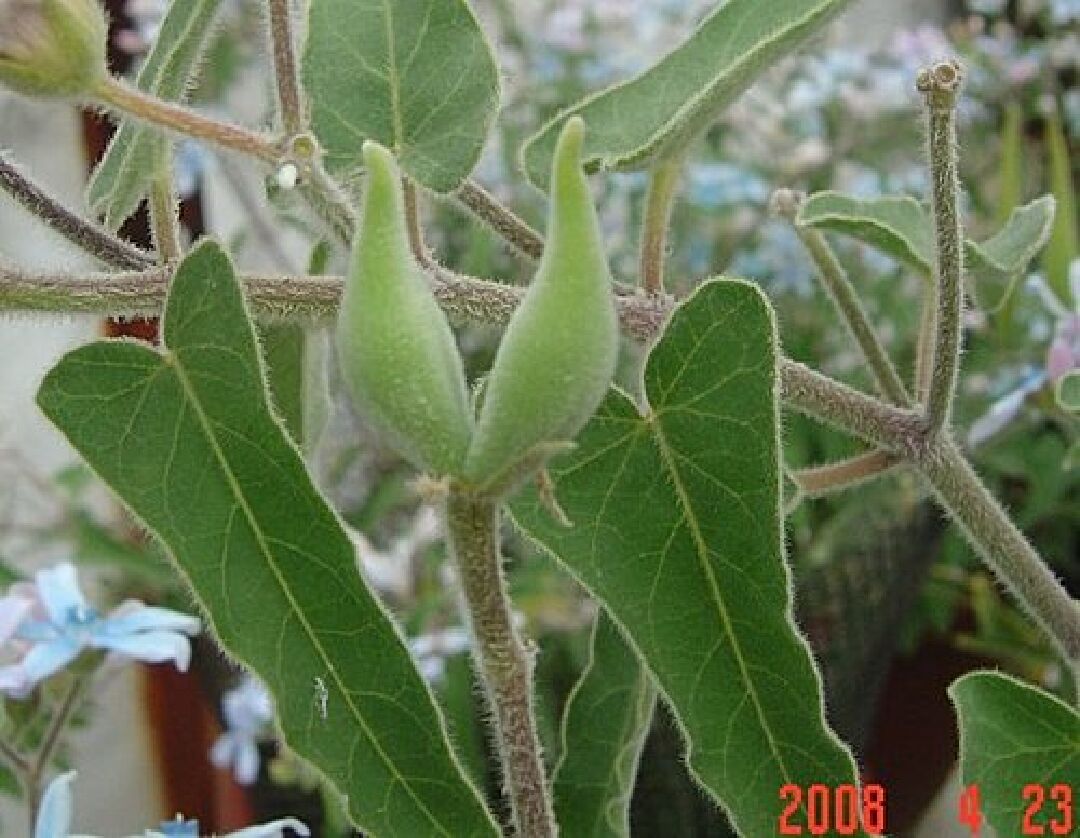 日本藍星花繁殖