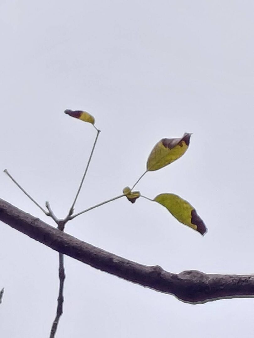 櫻花樹 生病